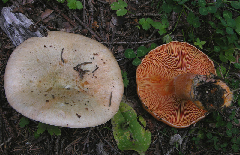 Ultimi Lactarius inediti.